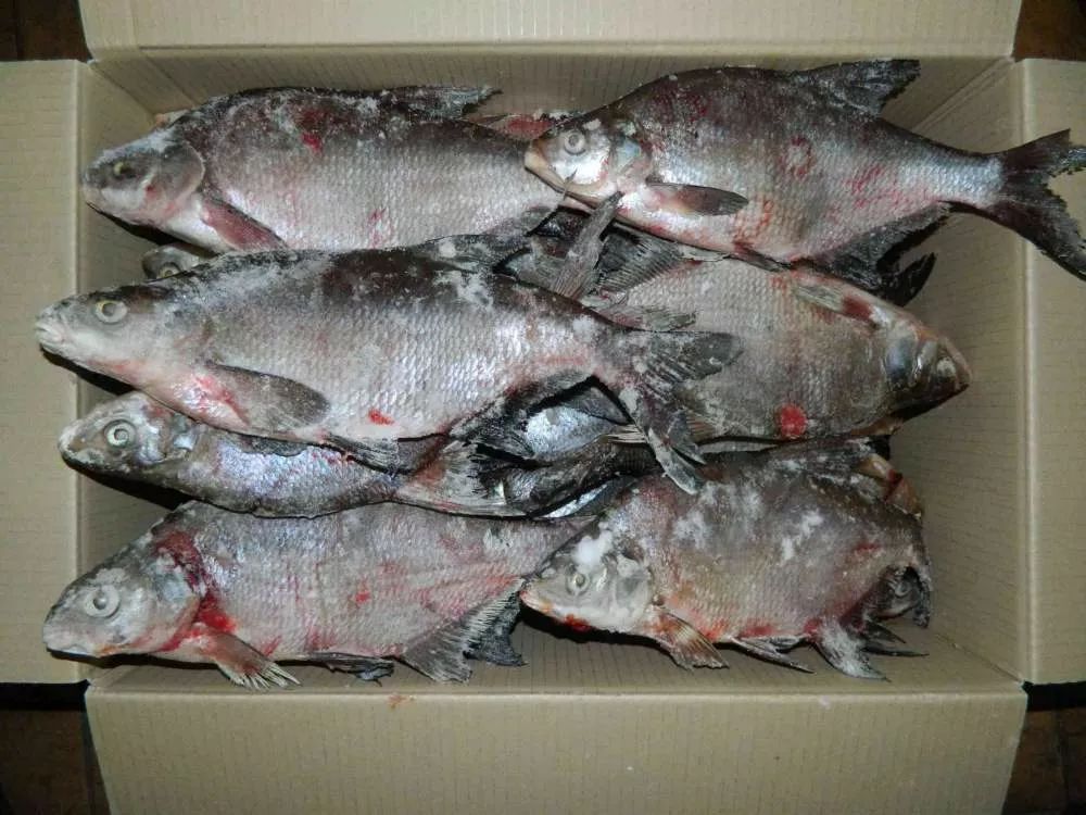 свежемороженая рыба в Пензе