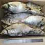 вяленая рыба для производства соломки в Пензе