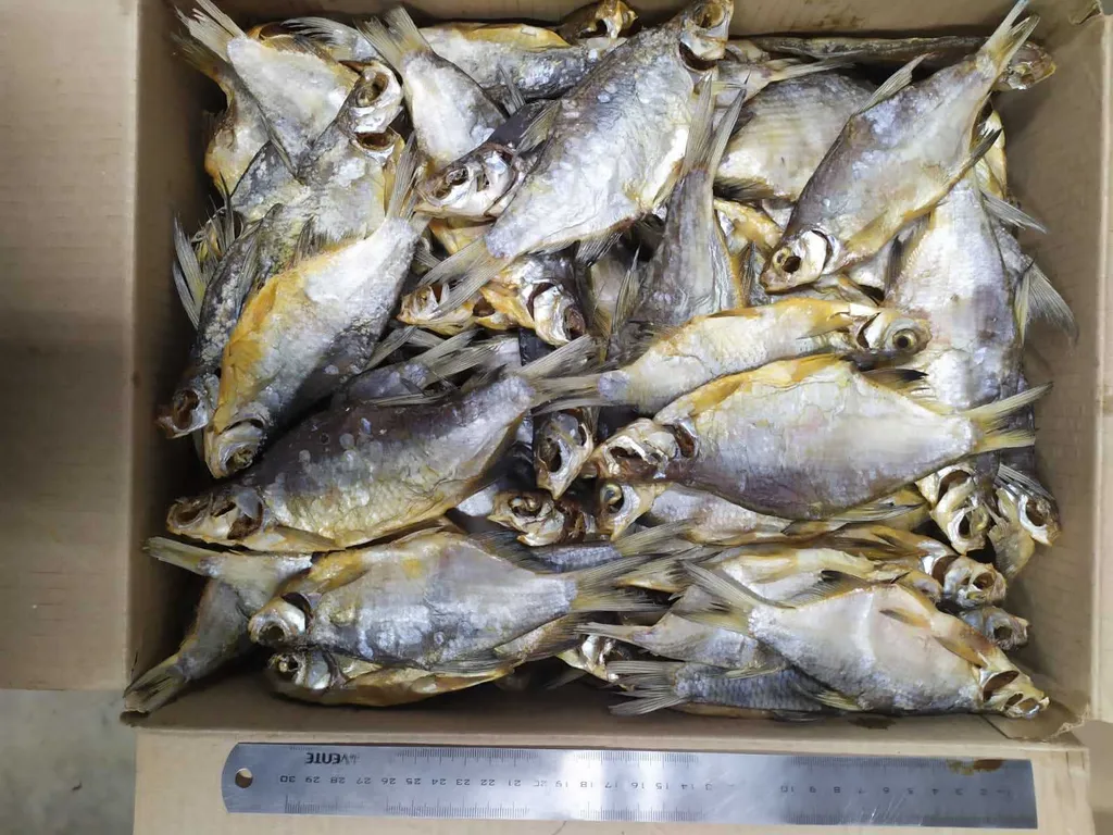 вяленая рыба для производства соломки в Пензе 7